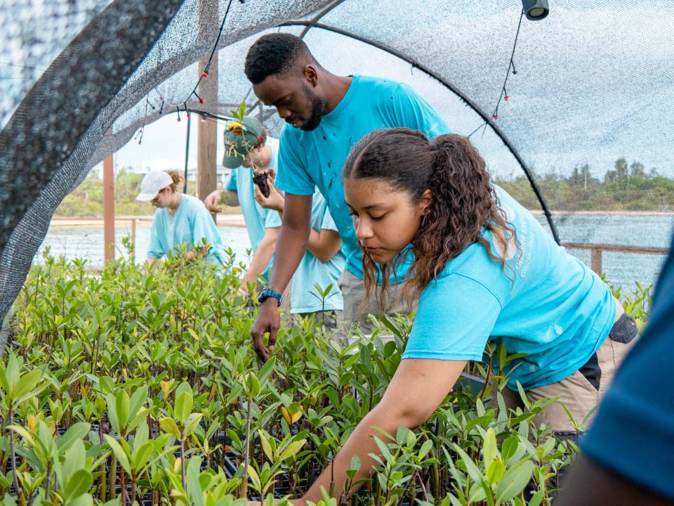 Freeport, Bahamas :: Sarah (Dominican Republic) and other crewmembers helping at a mangrove farm.