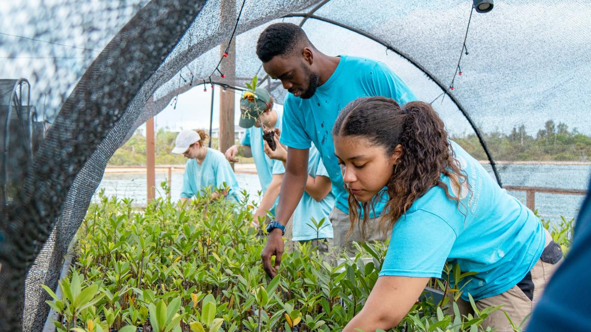 Freeport, Bahamas :: Sarah (Dominican Republic) and other crewmembers helping at a mangrove farm.